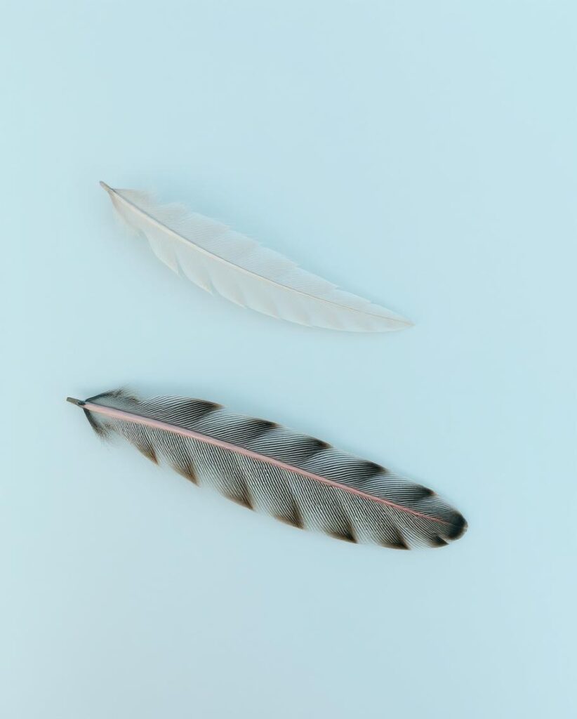 Bird  Feathers